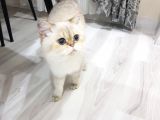 Golden Poi̇nt Erkek Full Scrli̇ 2 Yaşinda