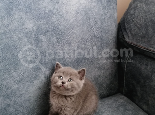 Dünya Tatlıları görsel