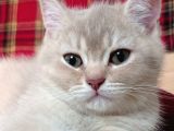 Anne Altından British Shorthair- Brown Yavru