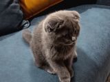 Scottish Fold Uygun 3 Aylık Erkek