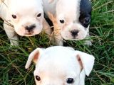 Di̇şi̇ Fransiz Buldog Aşili Karneli̇ A Kali̇te
