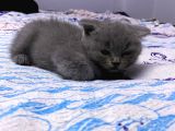 2 Aylık En Tatlı Scottish Fold Yavrular