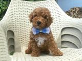 Toy Poodle