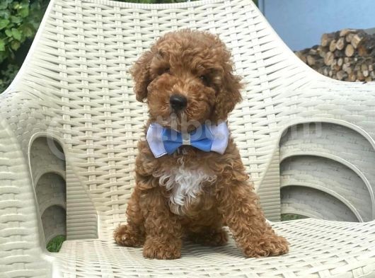 Toy Poodle görsel