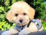 Safkan Malti̇poo Yavrularimiz