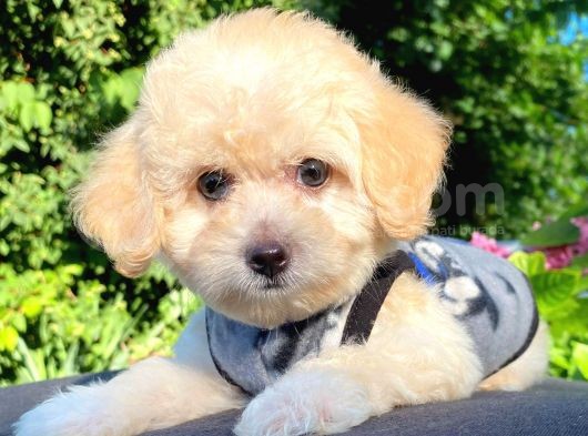 Safkan Malti̇poo Yavrularimiz görsel