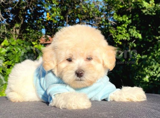 Safkan Malti̇poo Yavrularimiz görsel