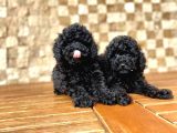Toy Poodle Yavrular ( Red Brown,Red,Silver,Apricot,Siyah)
