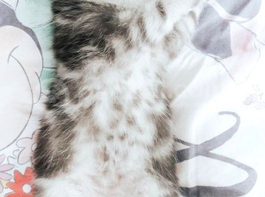Aşırı Tatlı Oyuncu Kediler (Baba Scrli) görsel