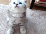 Aşırı Tatlı Oyuncu Kediler (Baba Scrli)