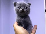2 Aylık En Tatlı Scottish Fold Yavrular