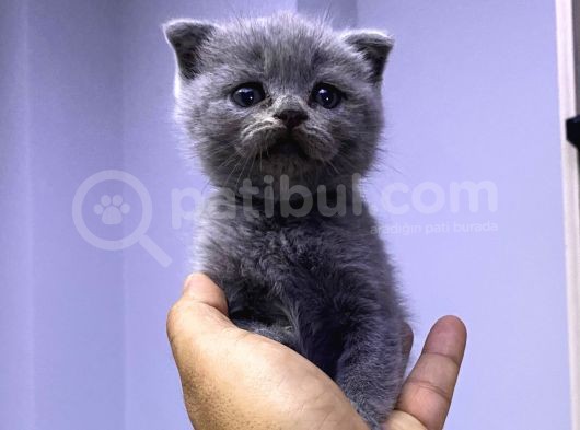 2 Aylık En Tatlı Scottish Fold Yavrular görsel