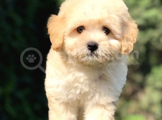Orjinal Maltıpoo Yavrumuz görsel