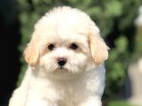 Üst Düzey Kalite Maltıpoo Yavrumuz