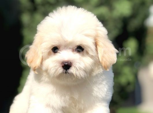 Üst Düzey Kalite Maltıpoo Yavrumuz görsel
