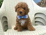 Toy Poodle