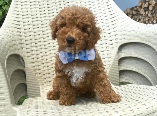 Toy Poodle görsel