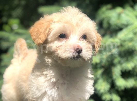 F2 Maltıpoo Yavrumuz görsel