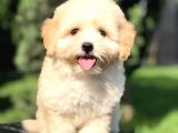 Orjinal Maltıpoo Yavrumuz