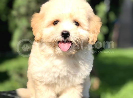 Orjinal Maltıpoo Yavrumuz