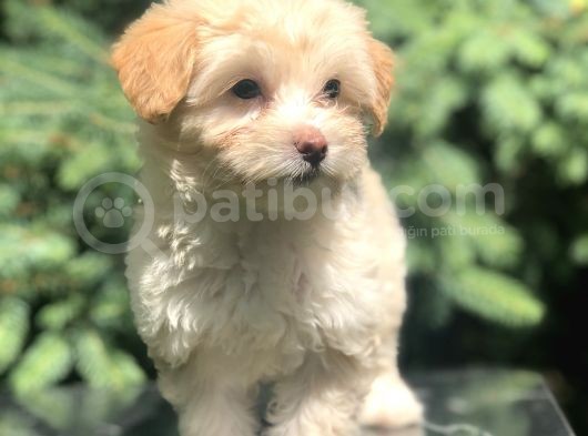 F2 Maltıpoo Yavrumuz