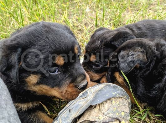 Rottweiler Yavruları görsel