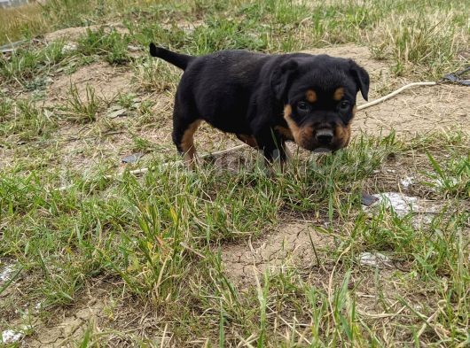 Rottweiler Yavruları görsel