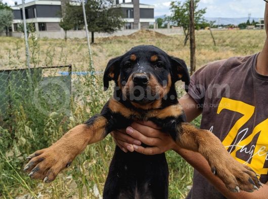 Rottweiler Yavruları görsel