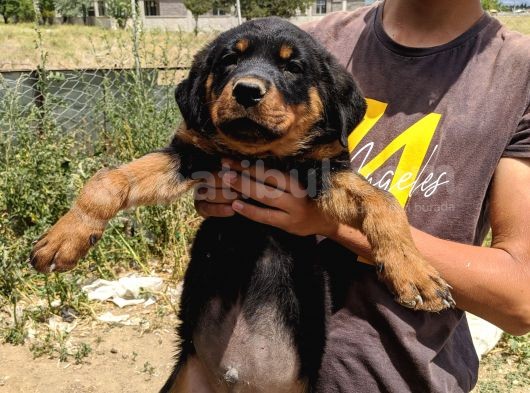 Rottweiler Yavruları görsel
