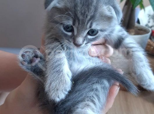 Scottish Fold Yavrularım görsel