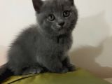 Schotish Straight Blue Shorthair