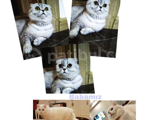Schotish Straight Blue Shorthair görsel