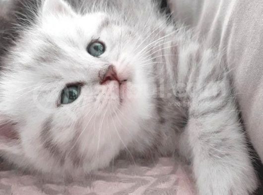 Aşırı Tatlı Oyuncu Kediler (Baba Scrli) görsel