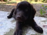 Çikolata 1. Kalite Labrador Acil Sahiplendirme