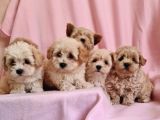 Anne Baba Maltipoo Bebeklerimiz