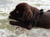 Çikolata 1. Kalite Labrador Acil Sahiplendirme