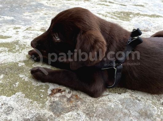 Çikolata 1. Kalite Labrador Acil Sahiplendirme görsel