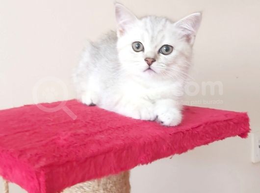 Golden Kan Taşıyıcı Silver Yavrular görsel