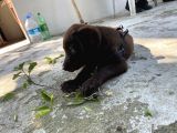 Çikolata 1. Kalite Labrador Acil Sahiplendirme