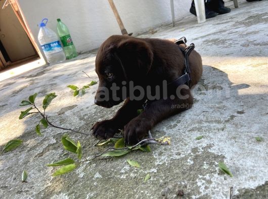 Çikolata 1. Kalite Labrador Acil Sahiplendirme görsel