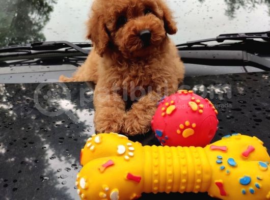 Apricot Ve Red Mini Toy Anne Baba Secereli
