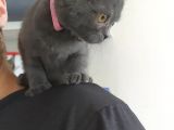 Scottish Fold 2 Aylık Dişi Kedimiz Dün Alınmıştır Çocuktan Dolayı Vermek Durumundayım