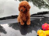 Apricot Ve Red Mini Toy Anne Baba Secereli