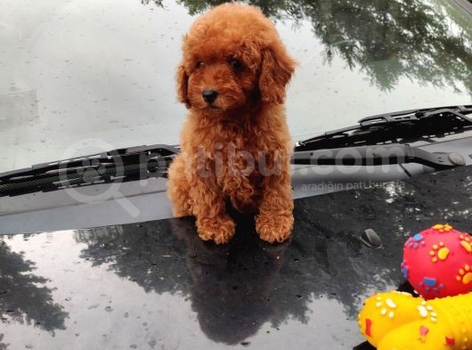Apricot Ve Red Mini Toy Anne Baba Secereli görsel
