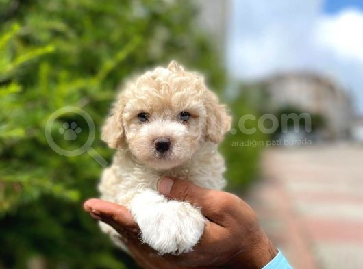 Minik Maltese Terrier