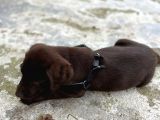 Çikolata 1. Kalite Labrador Acil Sahiplendirme