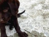 Çikolata 1. Kalite Labrador Acil Sahiplendirme