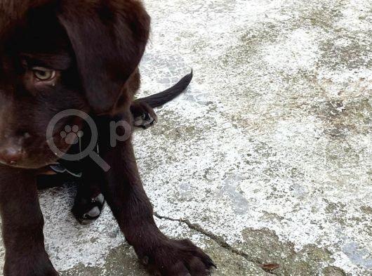 Çikolata 1. Kalite Labrador Acil Sahiplendirme görsel