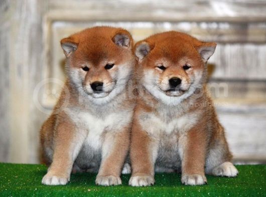 Shiba Inu Secereli Orjinal Nadir Irk Yavrularımız görsel