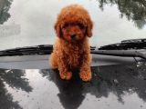 Apricot Ve Red Mini Toy Anne Baba Secereli